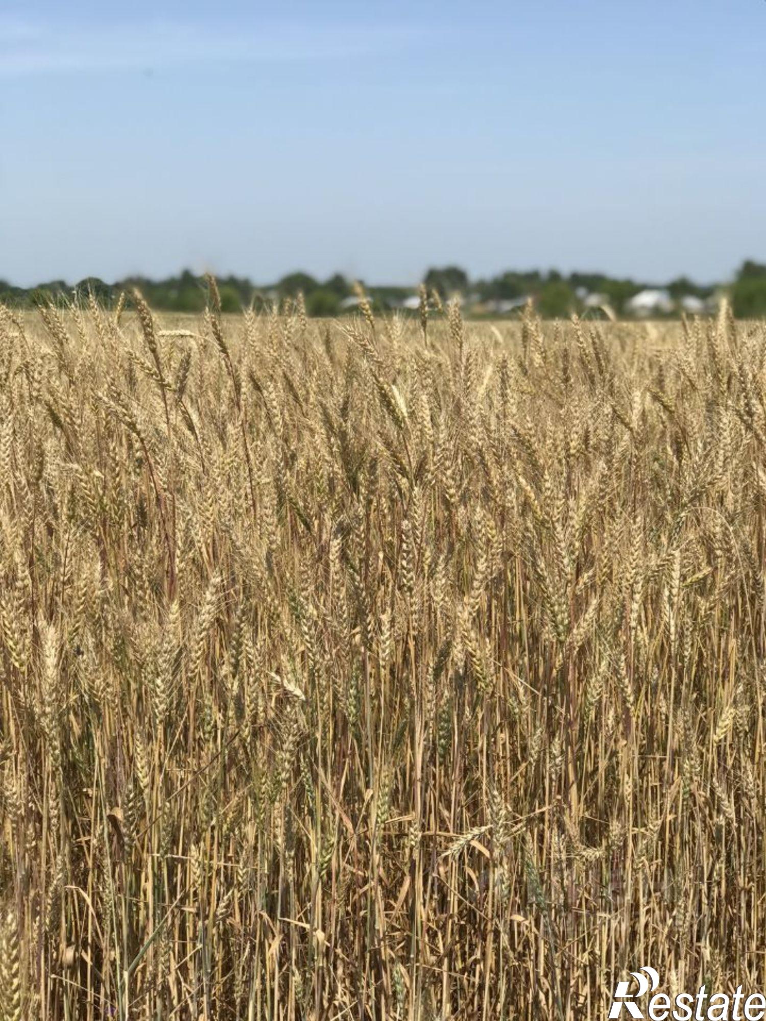 Купить землю, земельный участок за 350 000 рублей на ул Советская