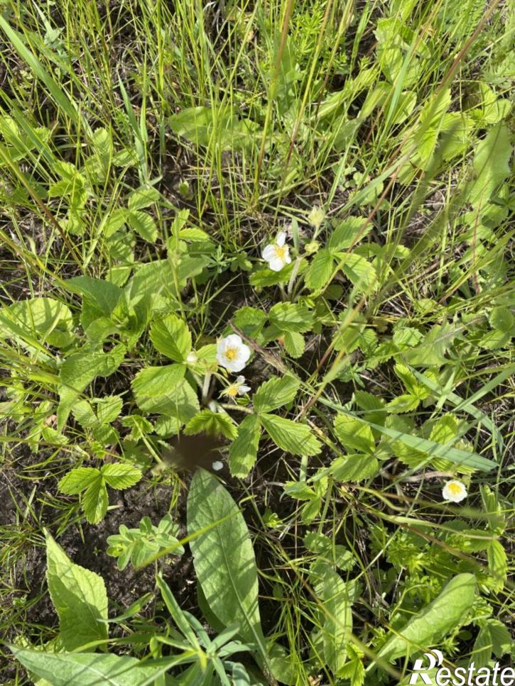 Земельный участок Рыбновский район